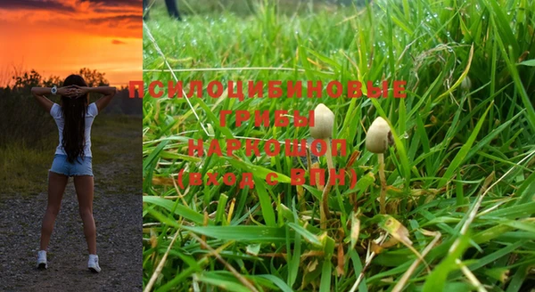 прущие грибы Покачи